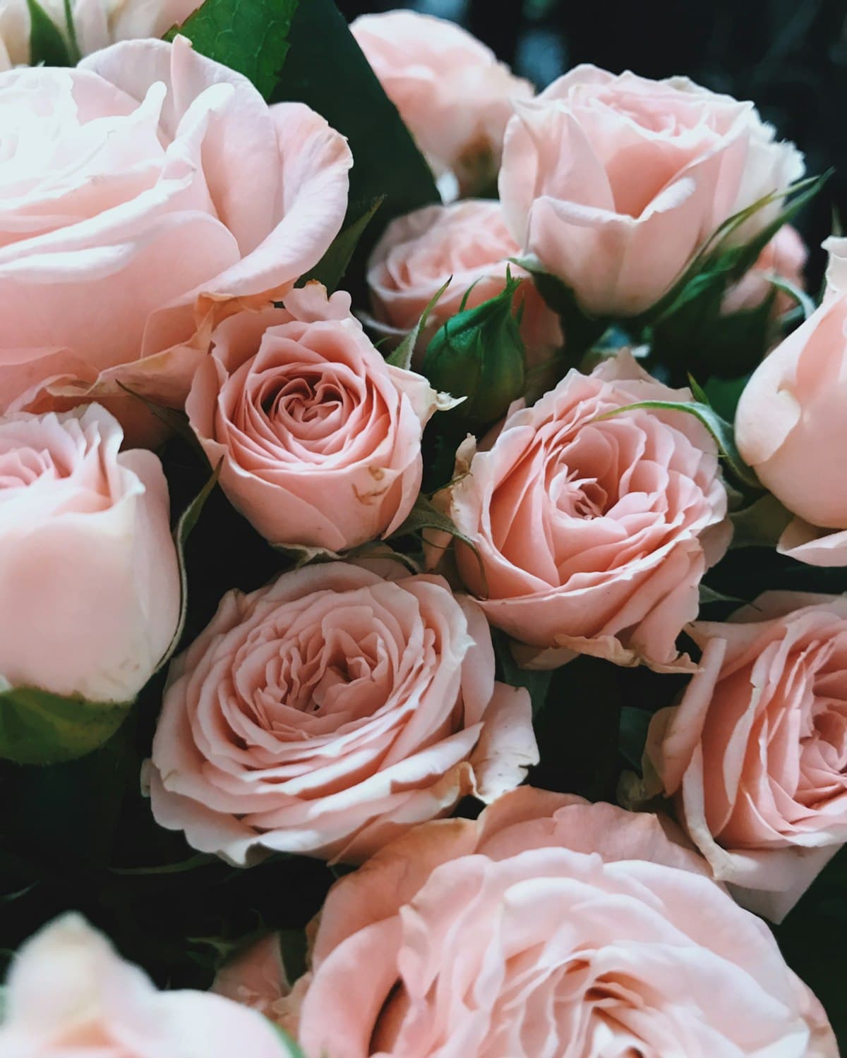 Blush blooms